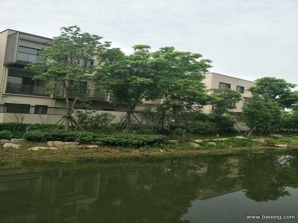 水蜜桃之乡 洛龙湾壹号总价272万起的 唯墅不多的